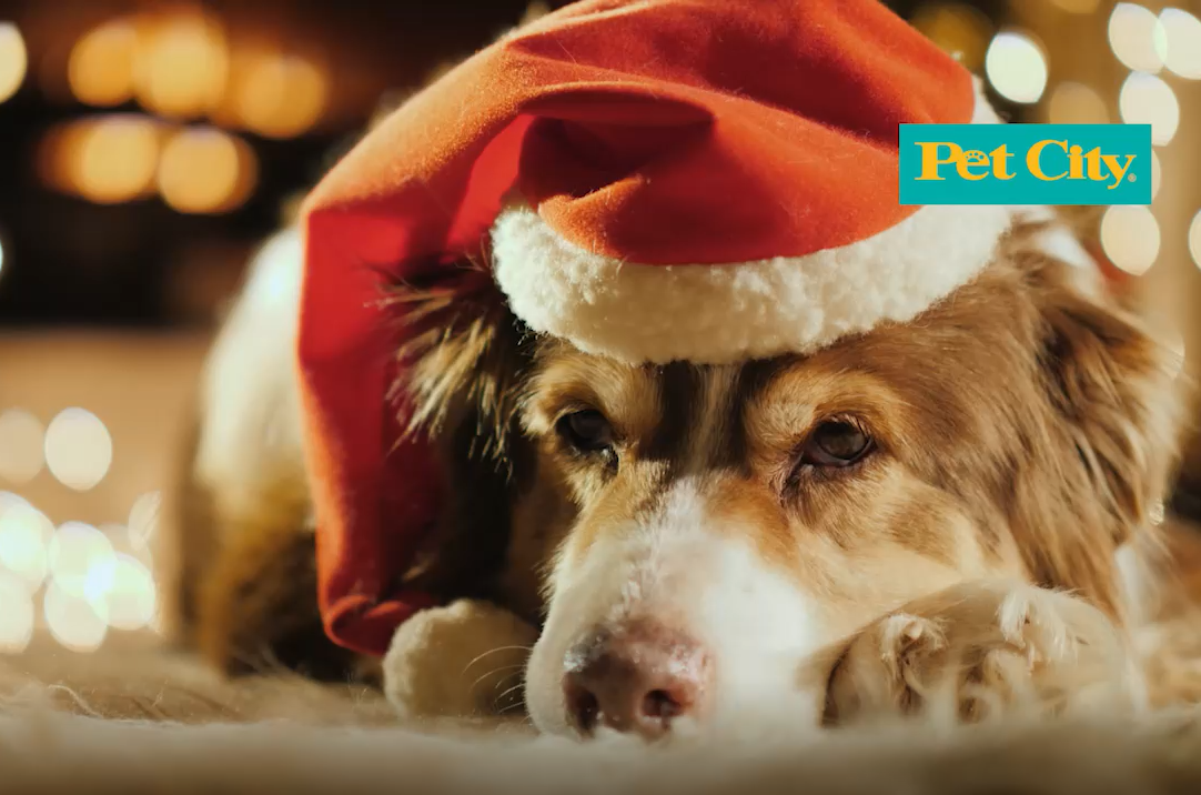 Pet City: Αυτά τα Χριστούγεννα, λένε «ευχαριστώ» στους πιστούς μας φίλους
