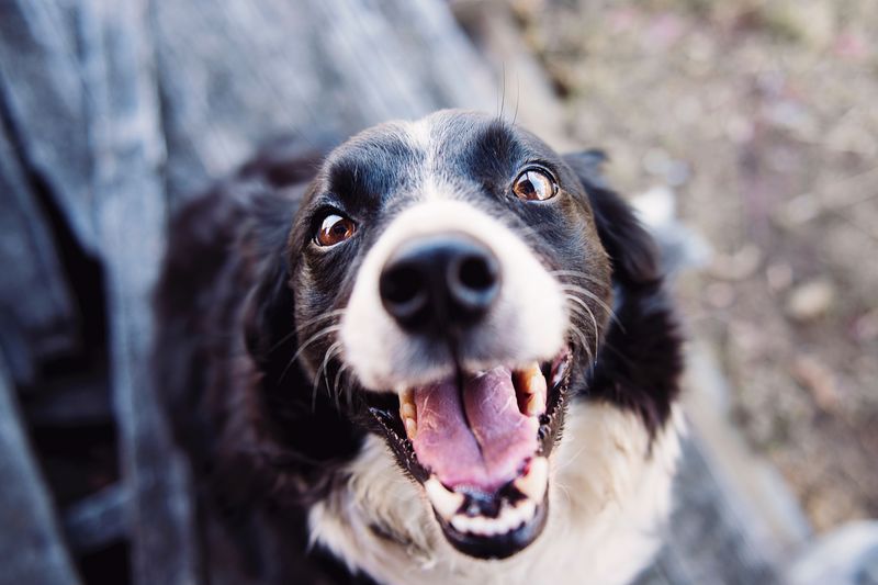 Γλυφάδα: Νέα μέρα υιοθεσίας σκύλου από τον ΣΠΑΖ