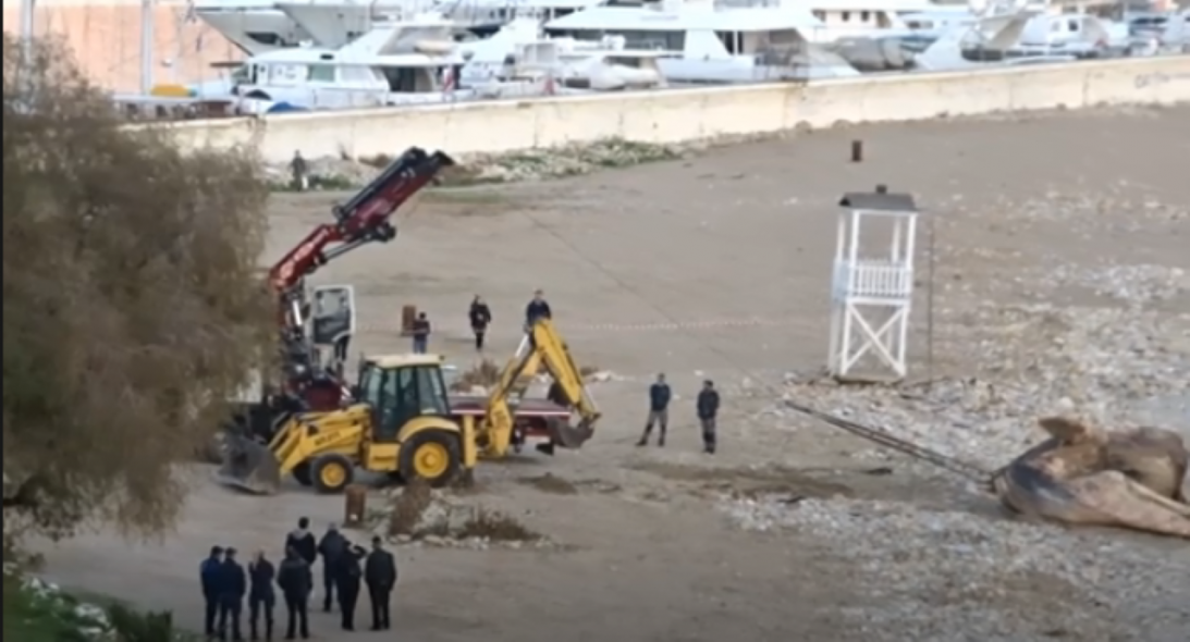 Φάλαινα ξεβράστηκε στην Φρεαττύδα στον Πειραιά