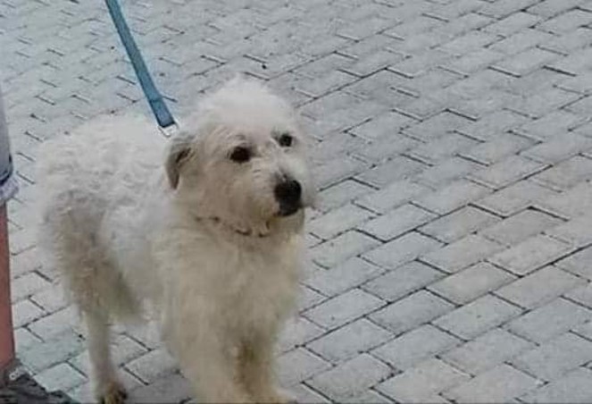 Άγνωστοι έπνιξαν σκύλο στον Άγιο Δημήτριο