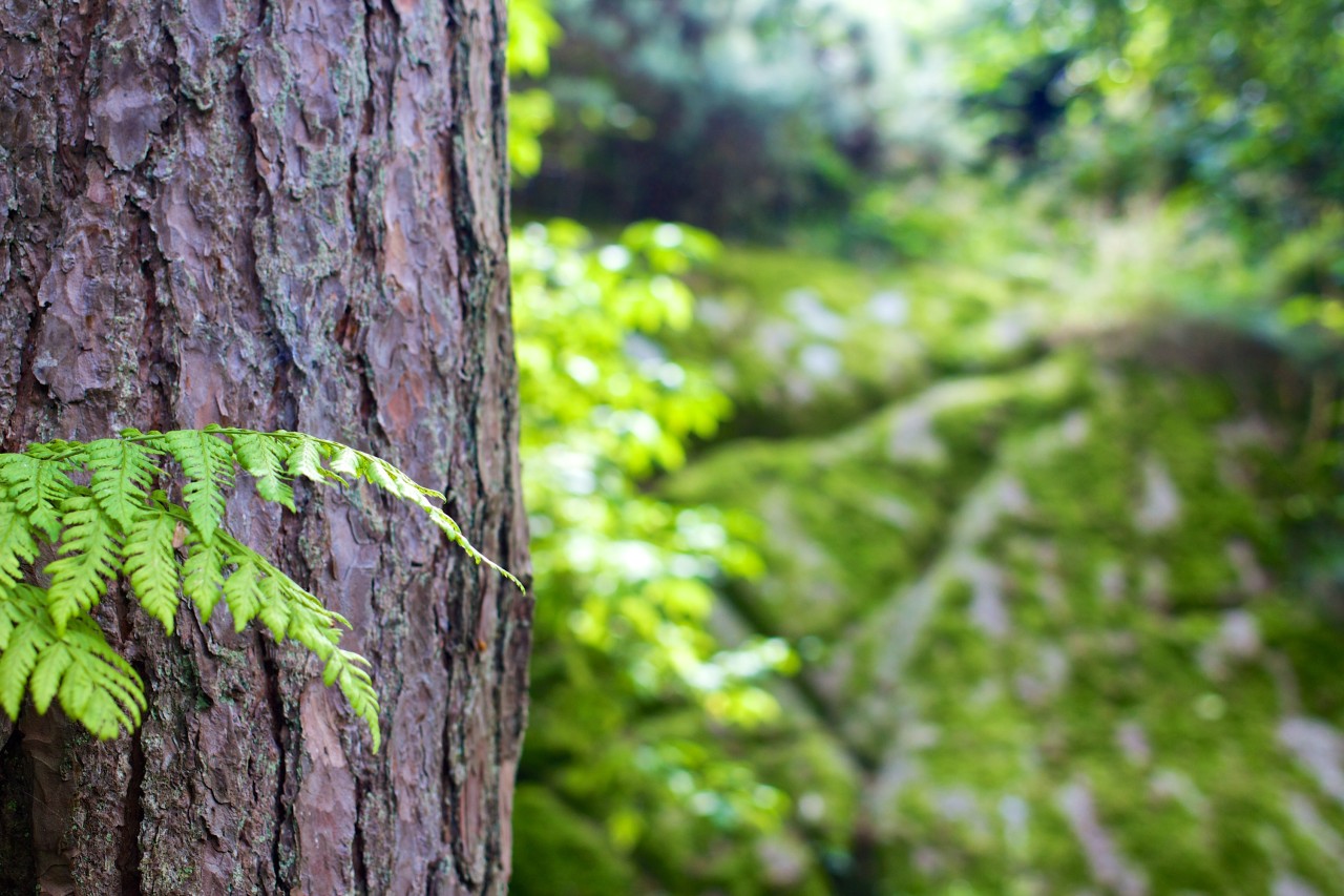 COP26: Δέσμευση για τερματισμό της αποψίλωσης των δασών έως το 2030