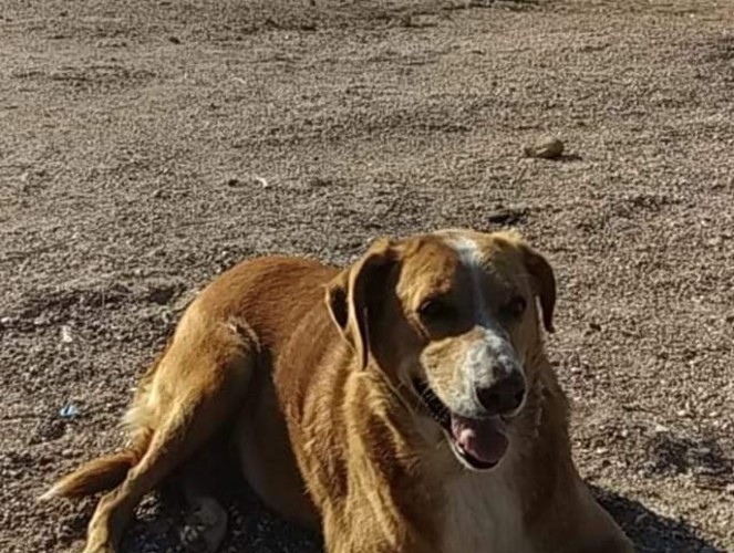 Πέθανε η Κανέλλα – η σκυλίτσα του Καβουρίου