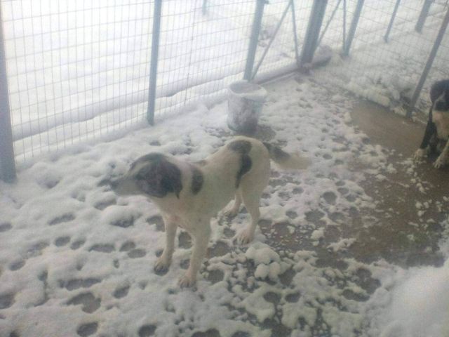 Ο ΣΠΑΖ κάνει έκκληση για τα σκυλιά του κυνοκομείου Μετεώρων