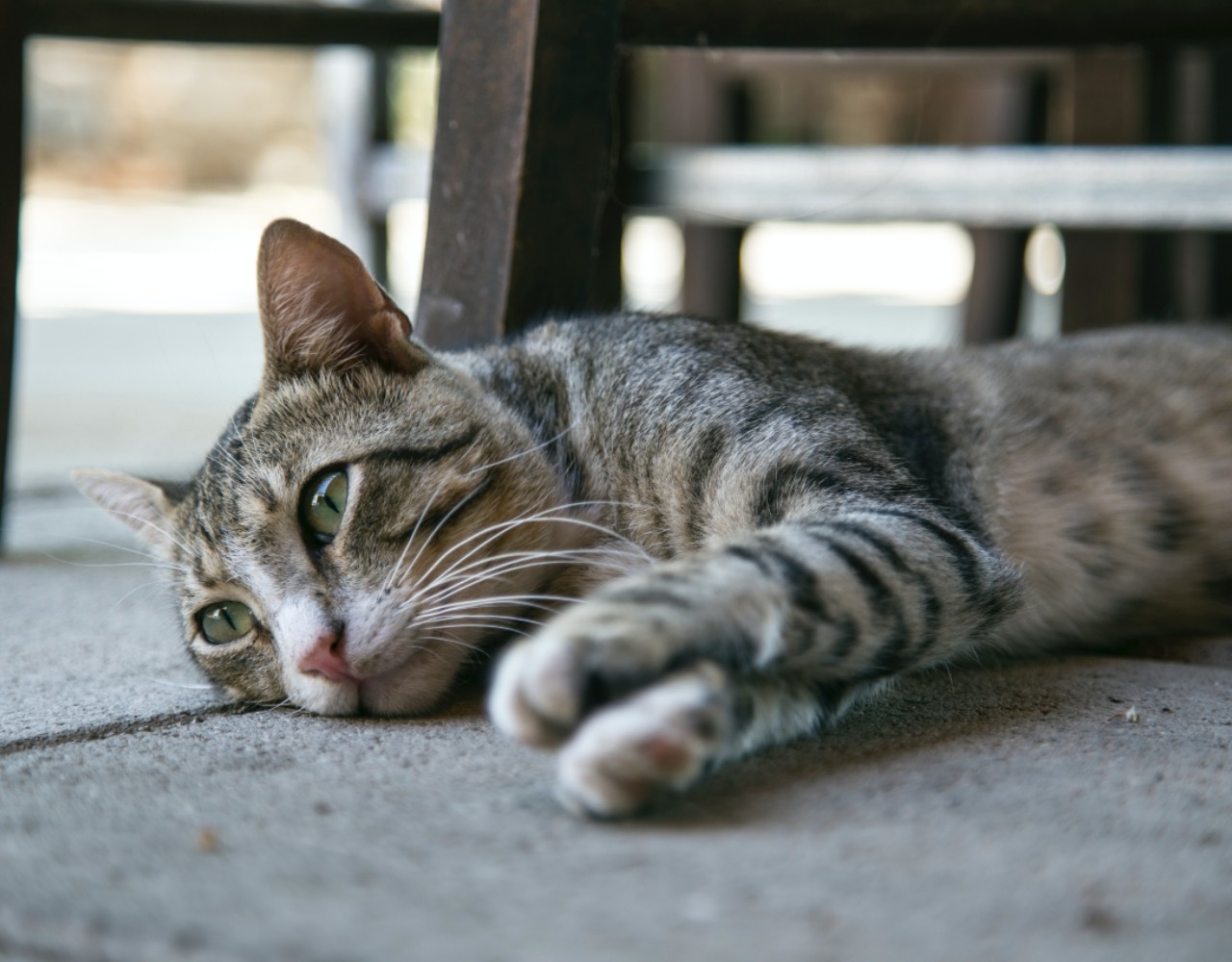 Νέα Σμύρνη: Έκλεψαν τα σπιτάκια που έχουν τοποθετήσει εθελοντές για τις αδέσποτες γάτες
