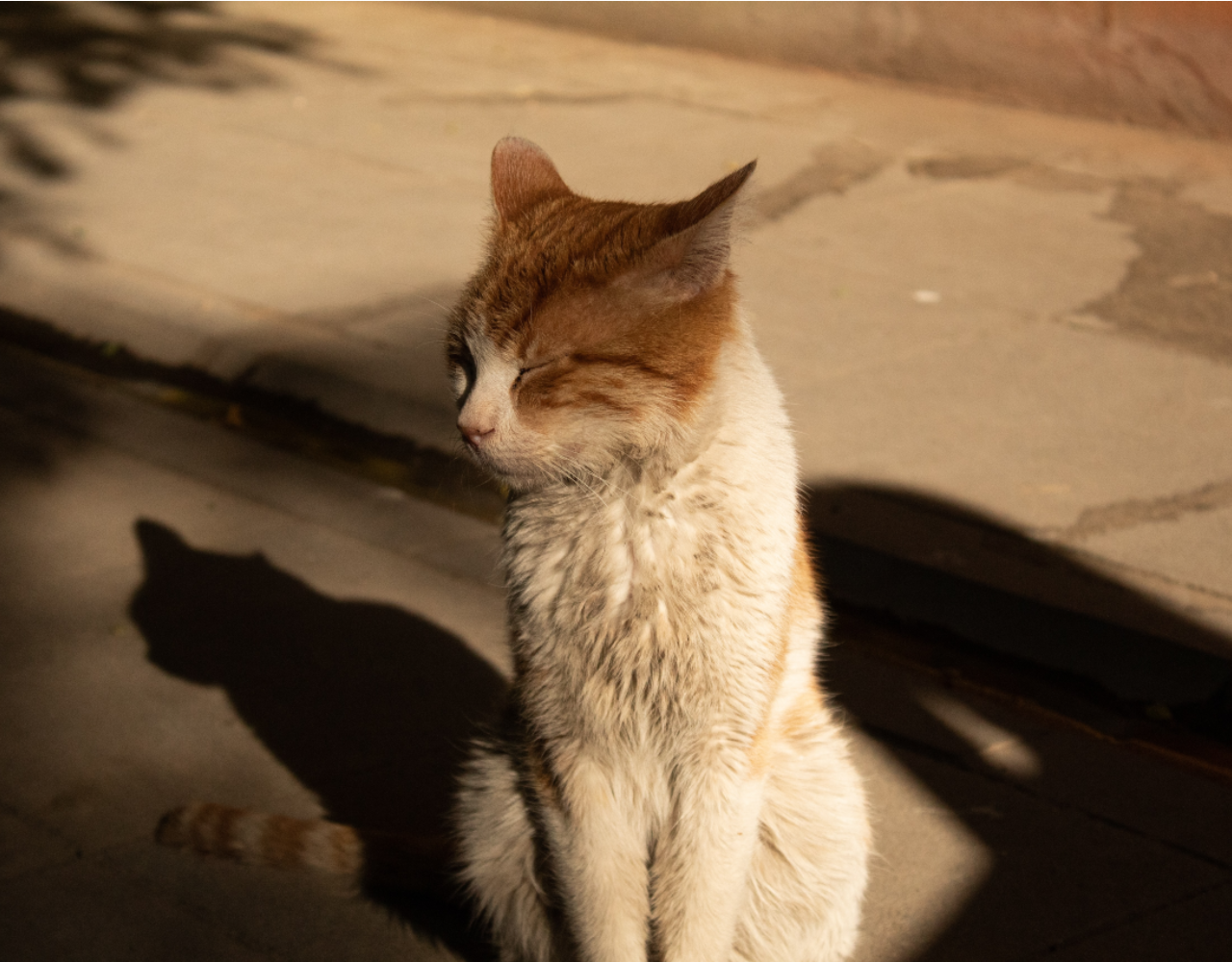 Δήμος 3Β: Ξεκινάει πρόγραμμα στείρωσης για τις αδέσποτες γάτες