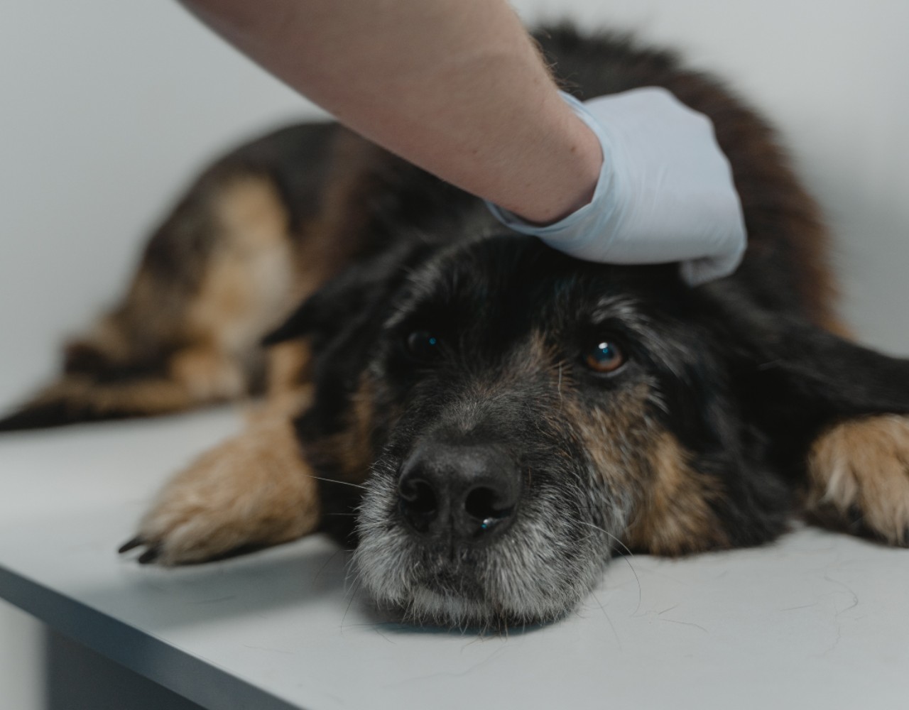 Σκύλος: Συμβουλές για μια πιο ήρεμη επίσκεψη στον κτηνίατρο