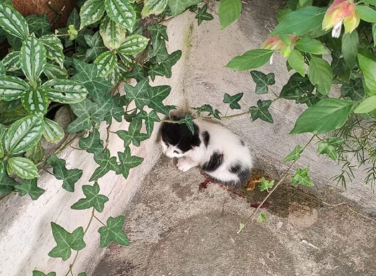 Διαμαρτυρία πραγματοποιήθηκε έξω από το σπίτι της ηλικιωμένης που σκότωσε ένα γατάκι και τραυμάτισε άλλο ένα