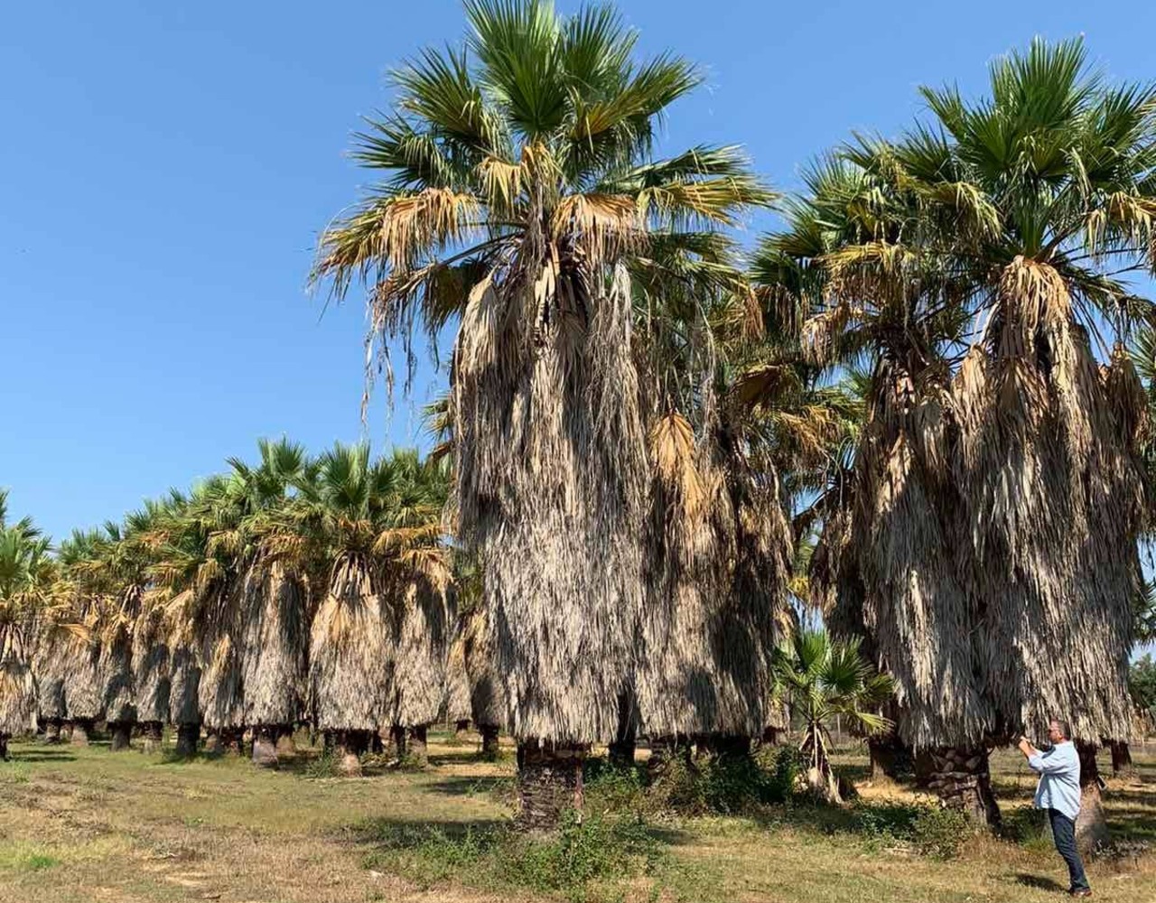 Δήμος 3Β: 2.500 νέα δέντρα φυτεύονται σε κοινόχρηστους χώρους