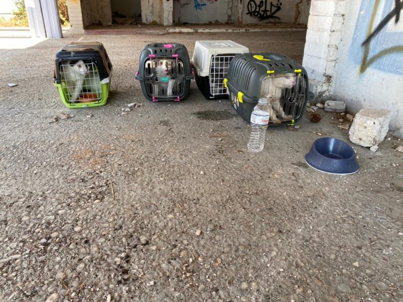 190 αδέσποτα από τον Κάλαμο μεταφέρθηκαν και φιλοξενούνται στον Δήμο Βάρης Βούλας Βουλιαγμένης