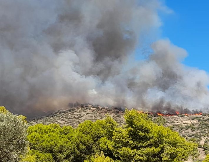 Οργάνωση εθελοντικών ομάδων για τη φροντίδα των πυρόπληκτων ζώων στην Κερατέα