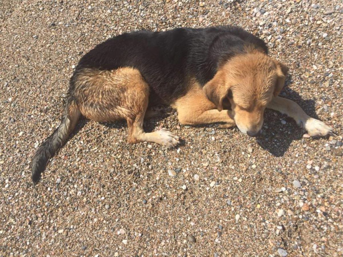 Αδέσποτη σκυλίτσα έπαθε θερμοπληξία μετά από ώρες στην παραλία της Γλυφάδας