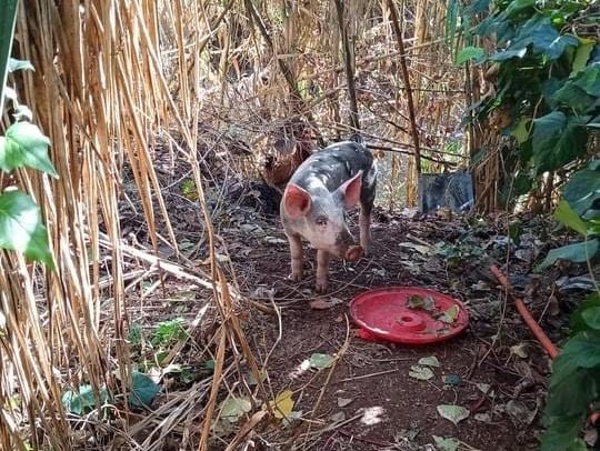Παλαιό Φάληρο: Απομακρύνθηκε το γουρουνάκι που περιφερόταν στο ρεύμα της Πικροδάφνης