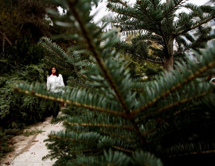 Φυσικό χριστουγεννιάτικο δέντρο: Οι τιμές, η προέλευση και τα σημεία πώλησης στα νότια προάστια