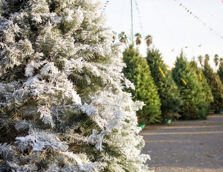 Φυσικό ή τεχνητό χριστουγεννιάτικο δέντρο: Ποιο είναι πιο οικολογικό;