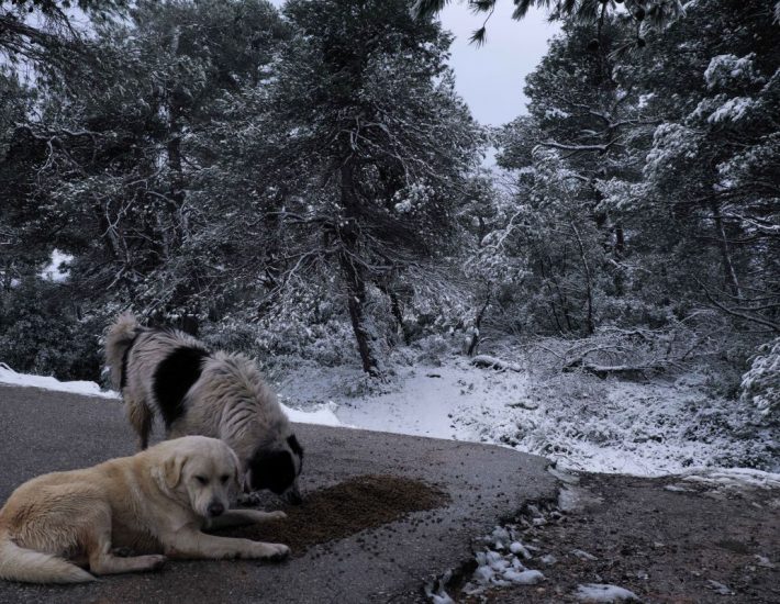 Έκκληση για τα αδέσποτα ζώα: Τι μπορούμε να κάνουμε