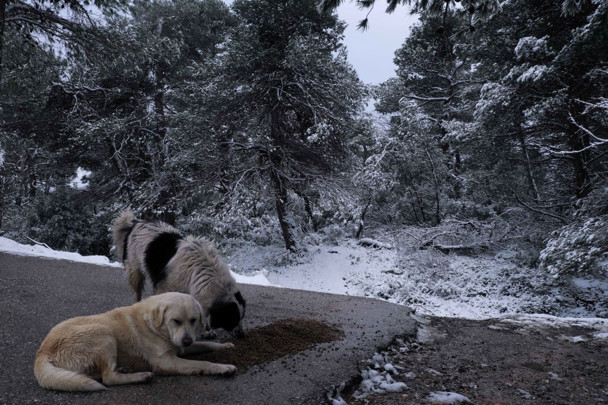 Έκκληση για τα αδέσποτα ζώα: Τι μπορούμε να κάνουμε