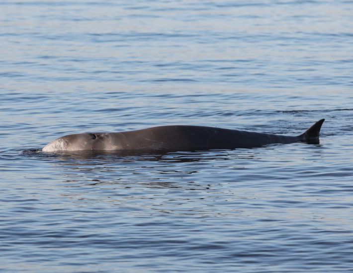 Ζιφιός: Εντοπίστηκε νεκρός στη Σαλαμίνα ο Σωτήρης