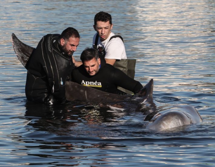 «Αρχιπέλαγος» για την επιχείρηση διάσωσης του ζιφιού: Τραγικά λάθη, χρησιμοποιήθηκε ως σκηνικό σε επικοινωνιακό παιχνίδι