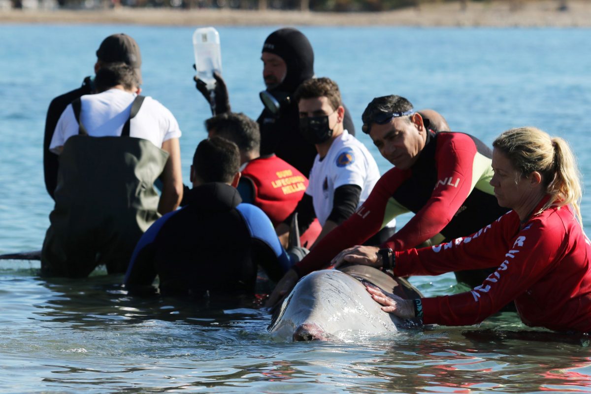 Η φάλαινα στο Φάληρο είναι σε πολύ σοβαρή κατάσταση – Έχει σπασμένη γνάθο