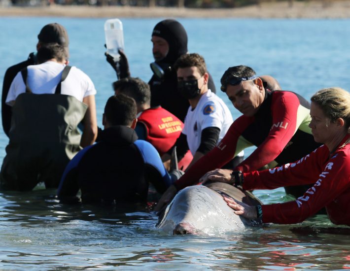 Aρίων για ζιφιό: «Ο Σωτήρης δεν έχει επανεμφανιστεί μέχρι στιγμής»