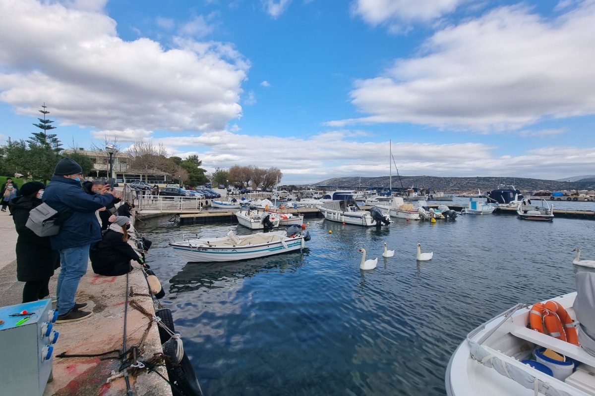 Βάρκιζα: Κύκνοι έκαναν την εμφάνισή τους στο λιμάνι