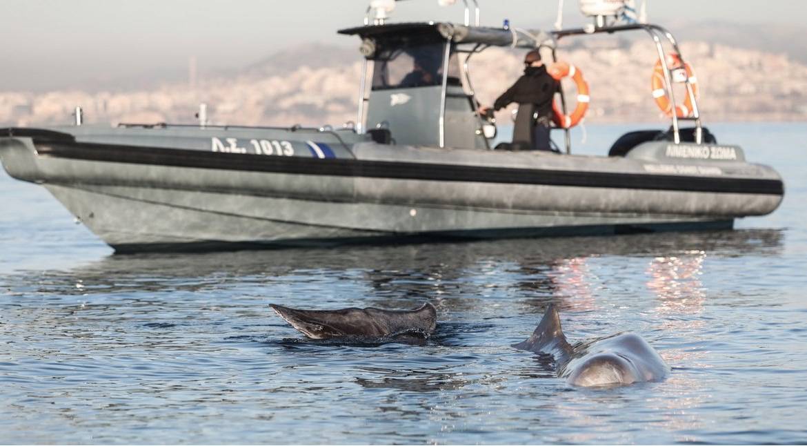 Κοινή τοποθέτηση περιβαλλοντικών οργανώσεων για ζιφιό: «Η πολιτεία πρέπει να υποστηρίξει τη λειτουργία των κέντρων περίθαλψης άγριων ζώων»