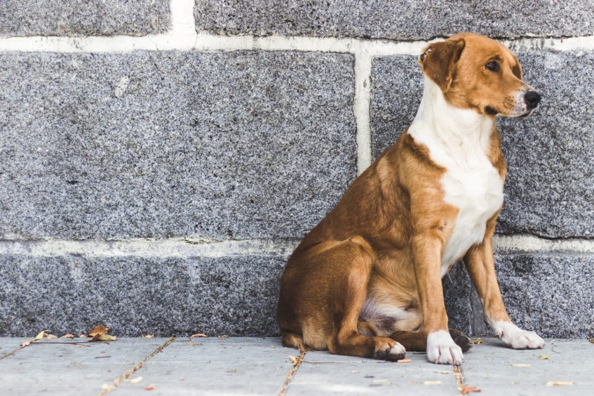 Coffee Lab: Βοήθησε τα αδέσποτα του Save A Greek Stray, πίνοντας καφέ