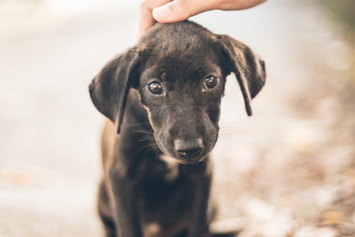 Ο ΣΠΑΖ διοργανώνει ημέρα υιοθεσίας σκύλου στη Γλυφάδα