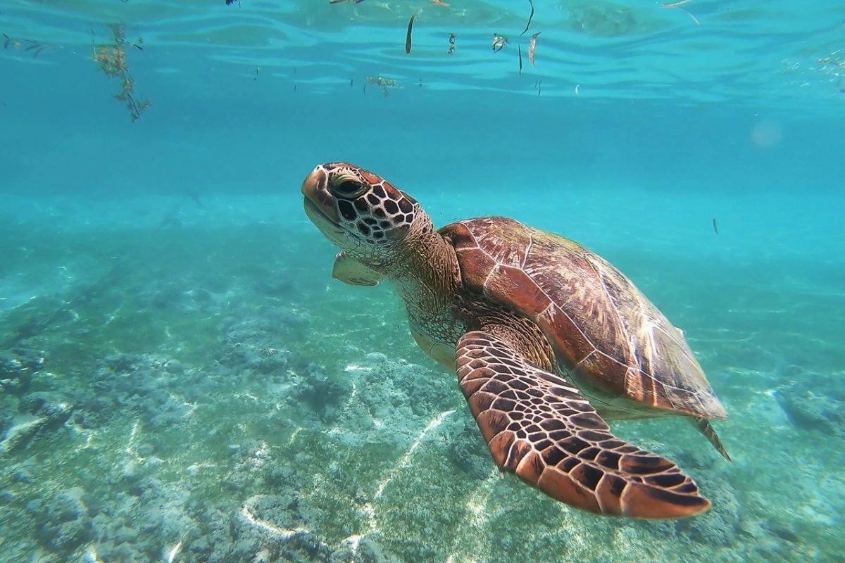 Νεκρή θαλάσσια χελώνα εντοπίστηκε στη Μαρίνα Αλίμου