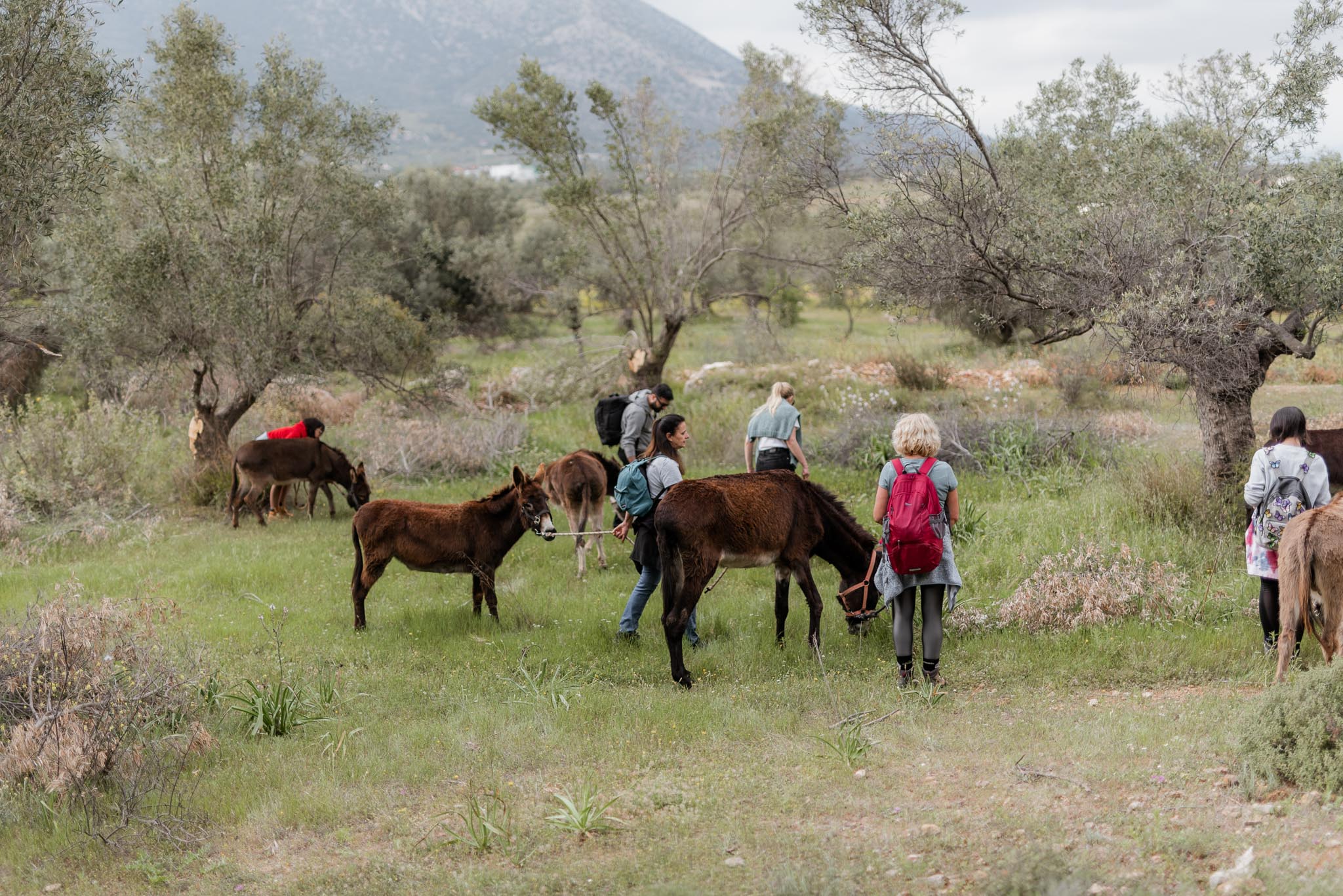 Γαϊδουροχώρα