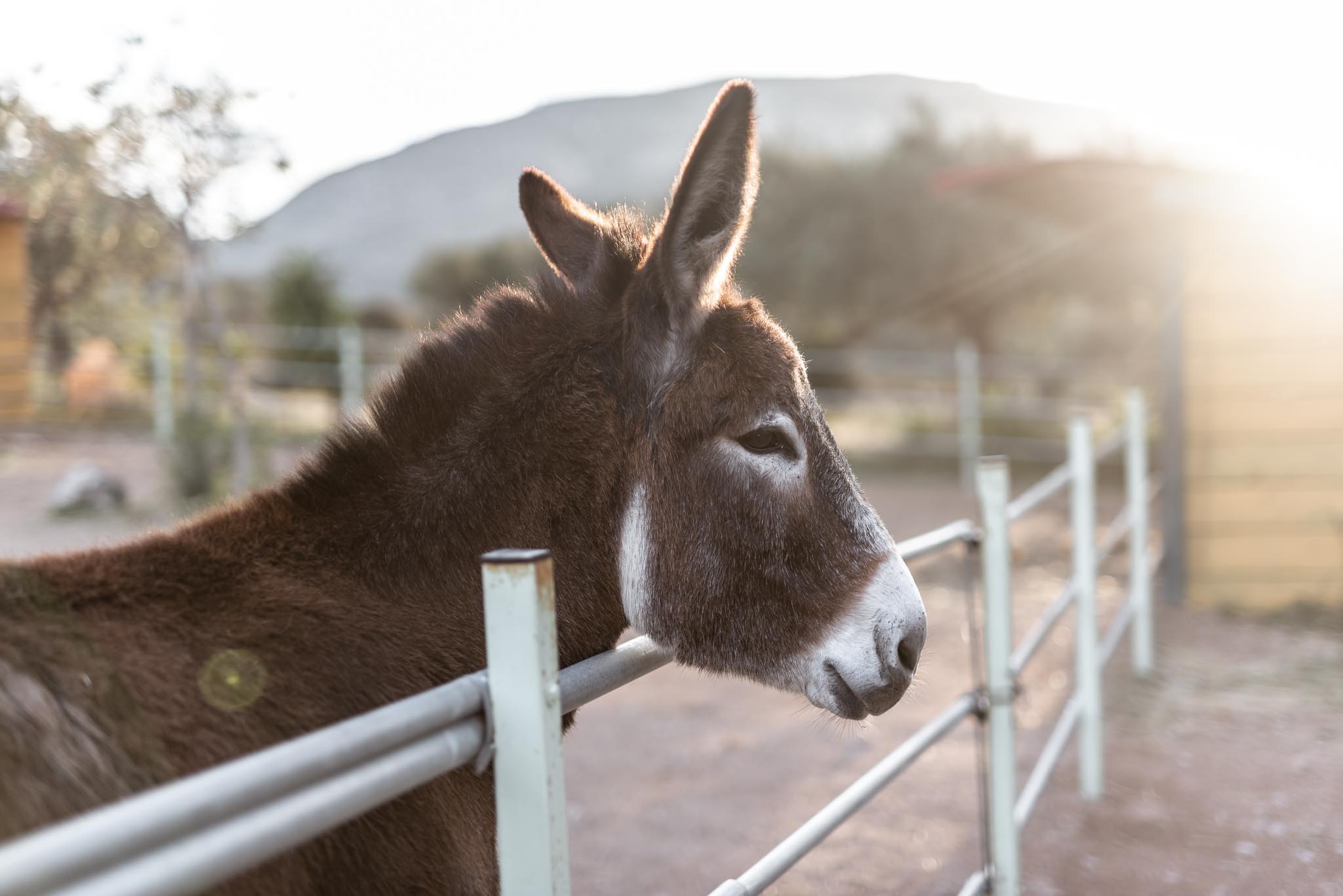 Γαϊδουροχώρα