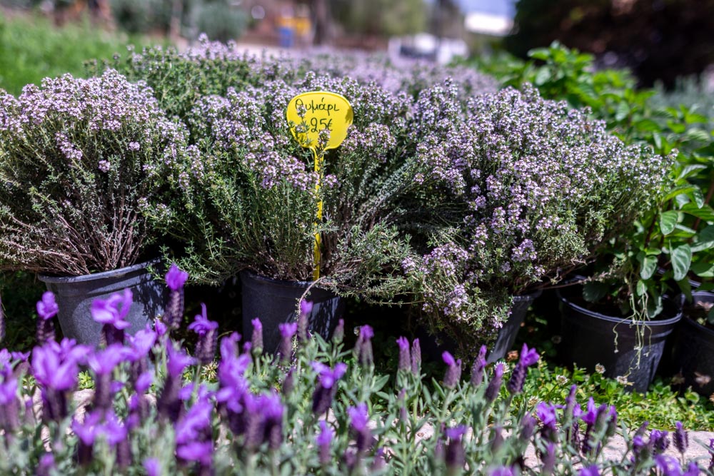Γιορτή Λουλουδιών