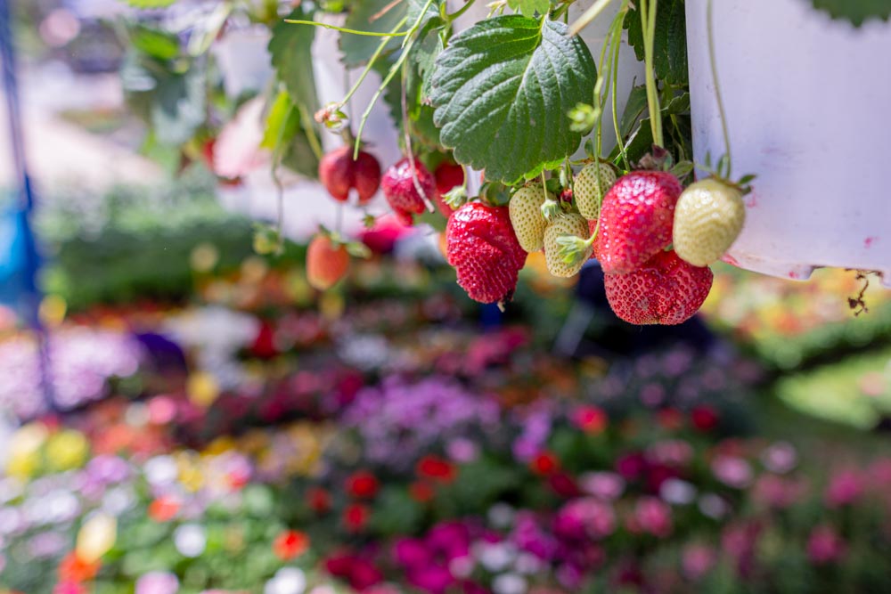 Γιορτή Λουλουδιών