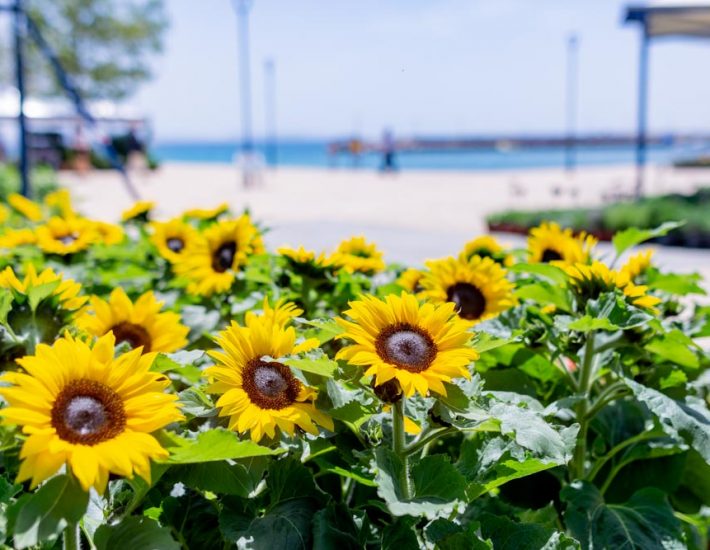 Γιορτή Λουλουδιών