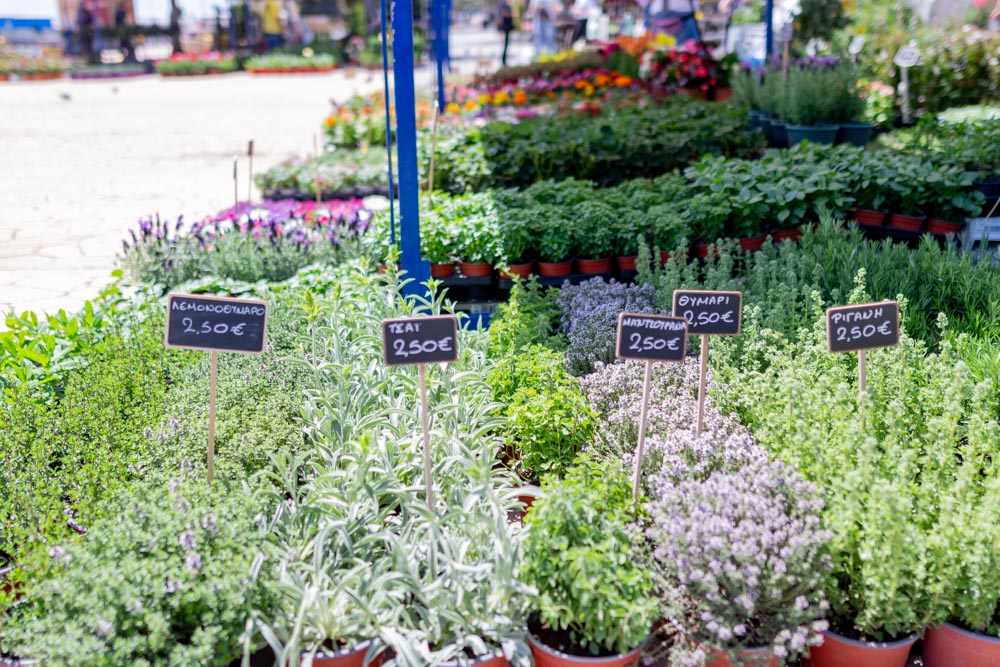 Γιορτή Λουλουδιών