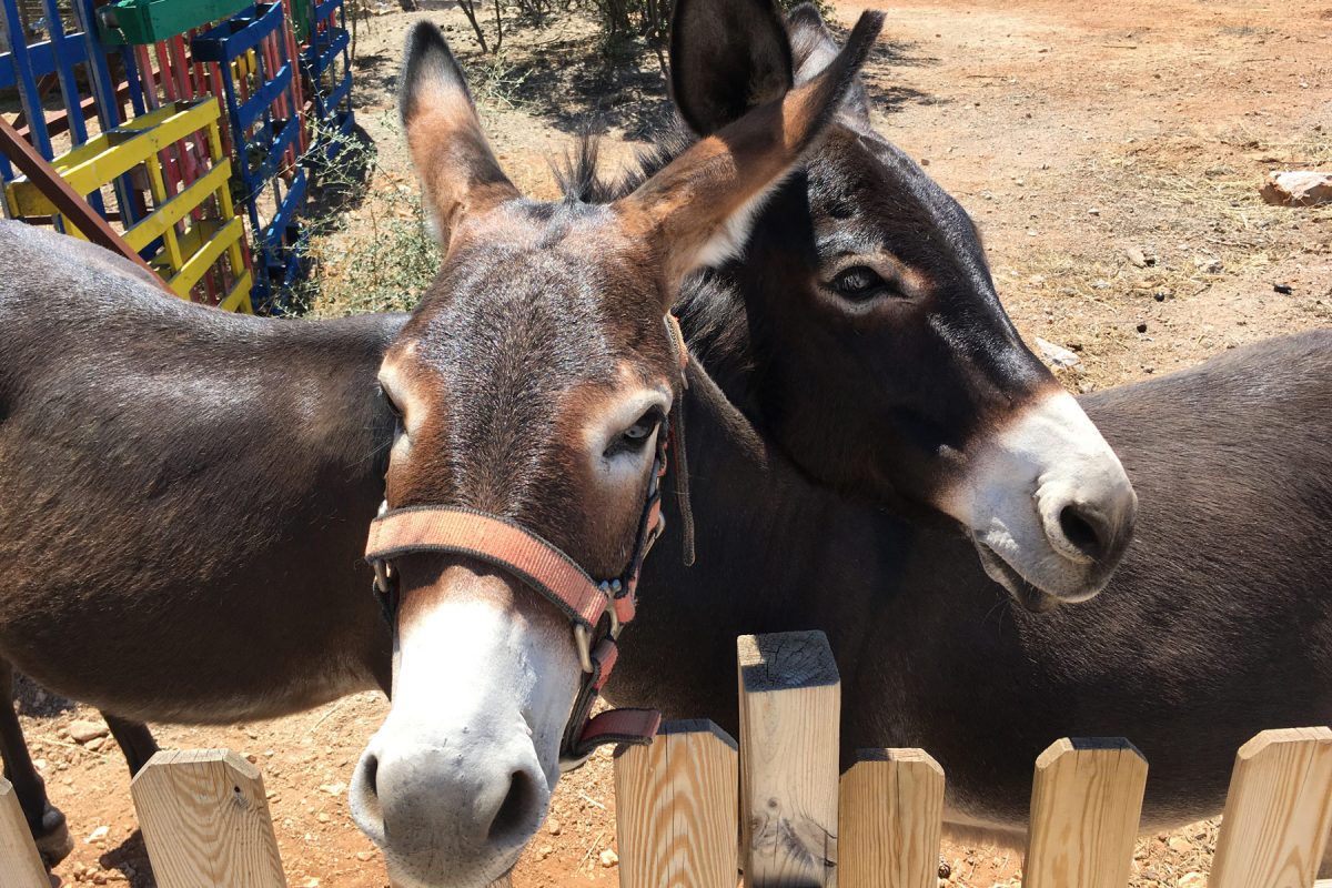 «Μια βόλτα για τη Βασούλα»: Η Γαϊδουροχώρα μας καλεί να κάνουμε βόλτα με τα γαϊδουράκια της για καλό σκοπό