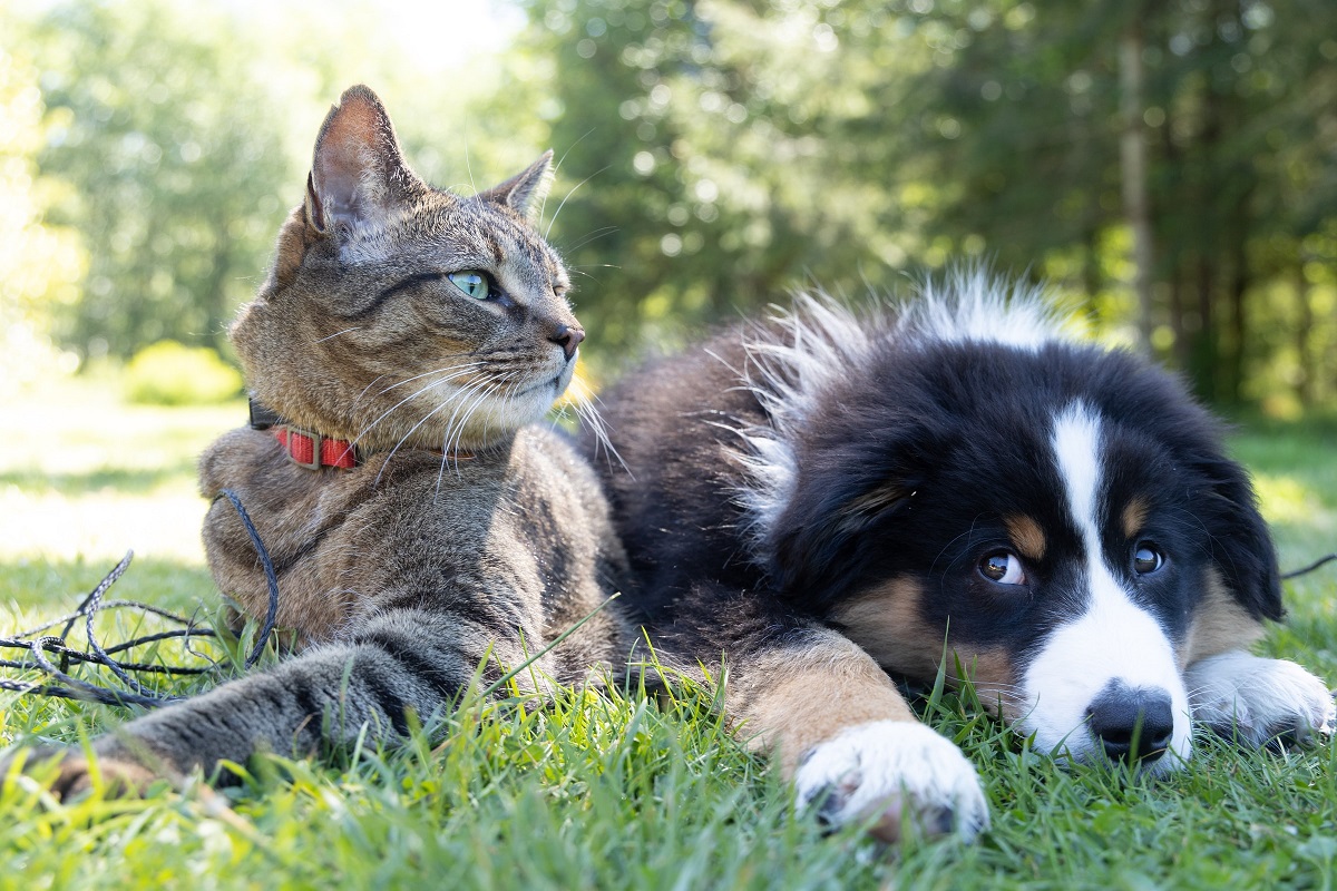 Τα Pet City συμβάλλουν με τον τρόπο τους για έναν κόσμο πιο ζωόφιλο