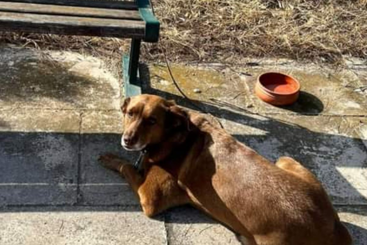 Βουλιαγμένη: Η Ήρα βρήκε οικογένεια μετά την άμεση κινητοποίηση ευαισθητοποιημένων πολιτών