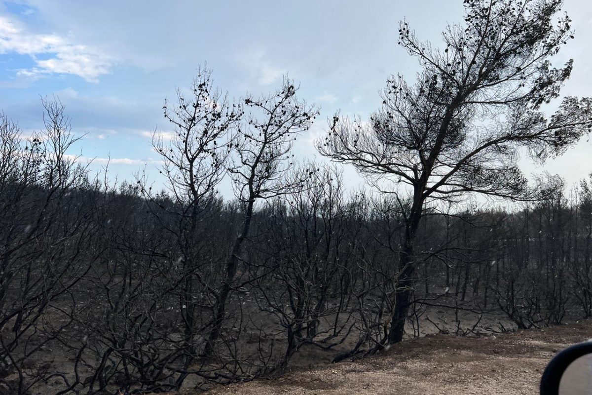 Αναδασωτέα η καμένη δασική έκταση στη Βούλα