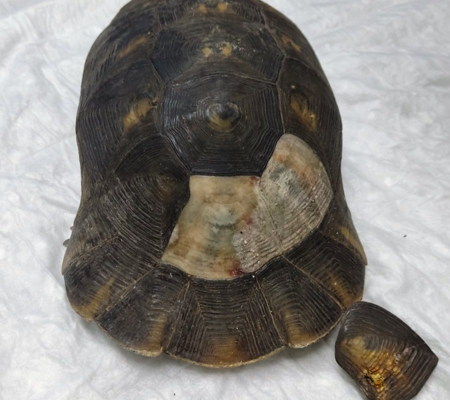 Φωτιά στη Βούλα και τη Βάρη: Άρχισαν σαν φτάνουν στον Σύλλογο ΑΝΙΜΑ τα πρώτα ζώα- θύματα της πυρκαγιάς