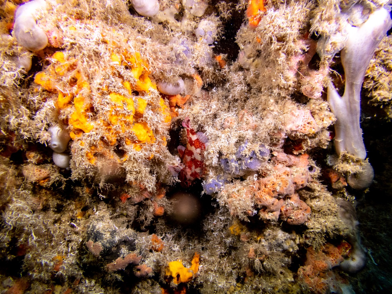 Κατάδυση Λιμανάκια Βουλιαγμένης