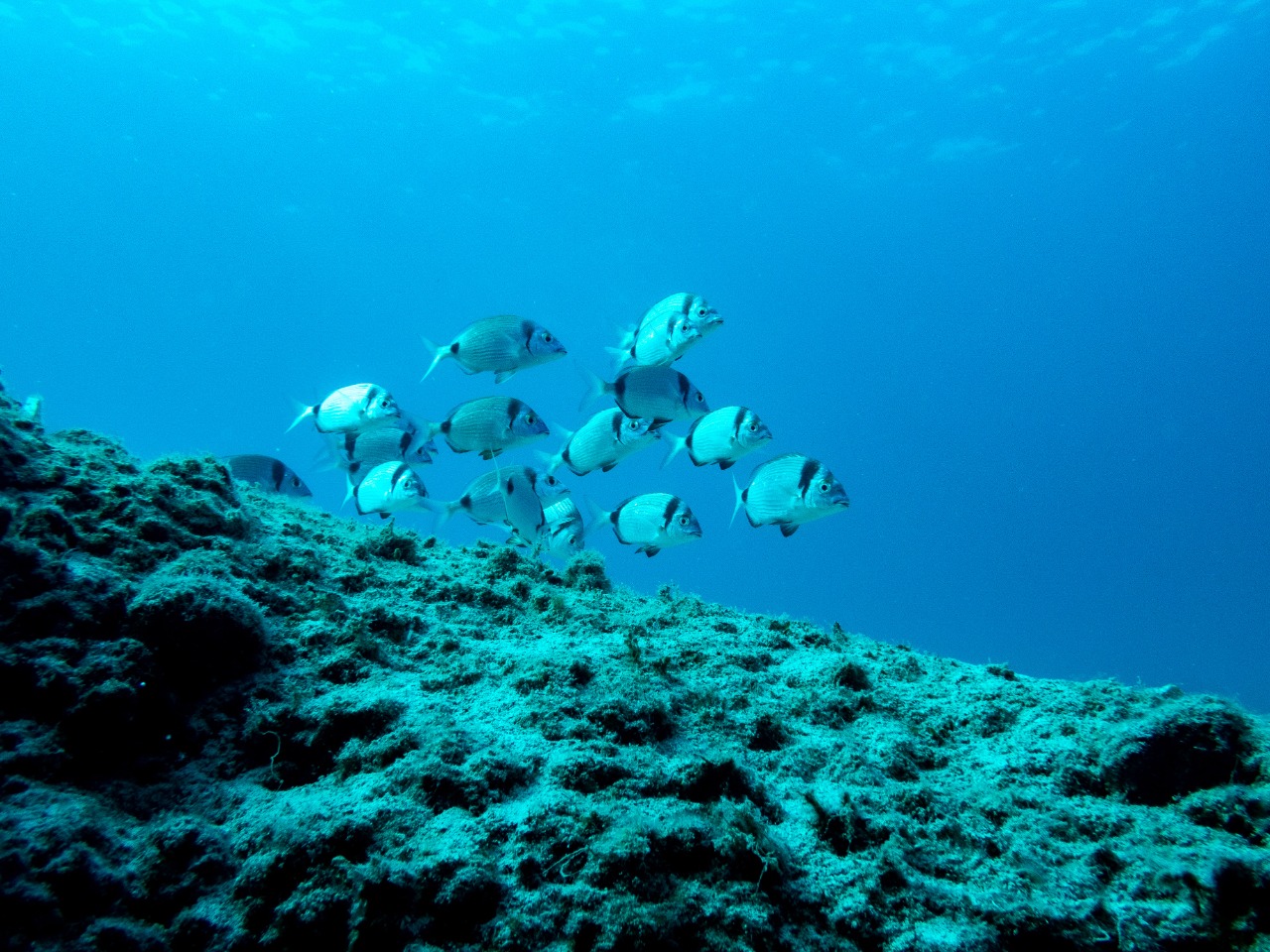 Κατάδυση Λιμανάκια Βουλιαγμένης
