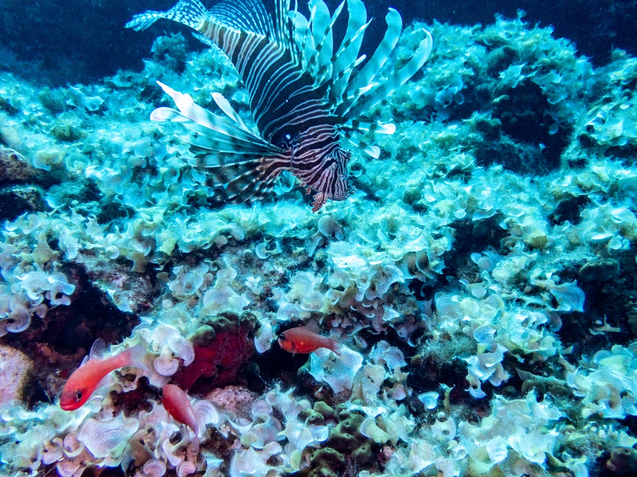 Κατάδυση Λιμανάκια Βουλιαγμένης