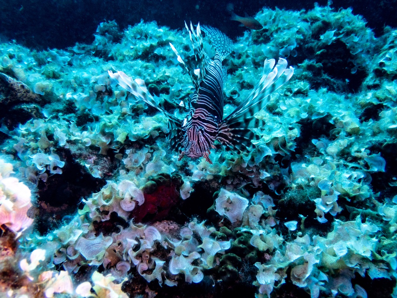 Κατάδυση Λιμανάκια Βουλιαγμένης