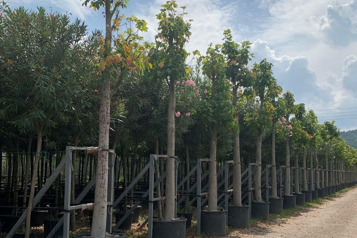 Δήμος 3Β: Περισσότερα από 2.500 δέντρα υψηλής ανάπτυξης φυτεύονται σε κοινόχρηστους χώρους