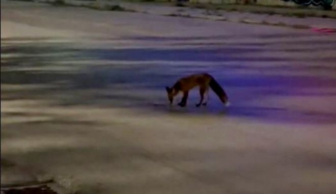 Γλυφάδα: Το viral βίντεο με αλεπού που κάνει βόλτες