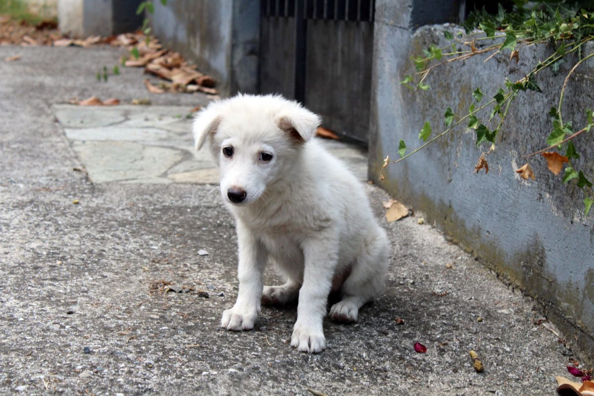 Νέα Σμύρνη: Γιορτή υιοθεσίας αδέσποτων ζώων στο Άλσος