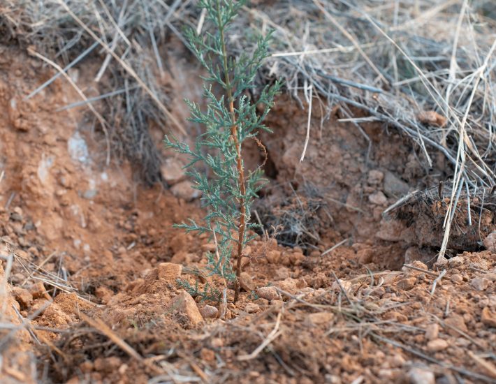 Δράση δεντροφύτευσης στο ΠΙΚΠΑ Βούλας το Σάββατο 25/2