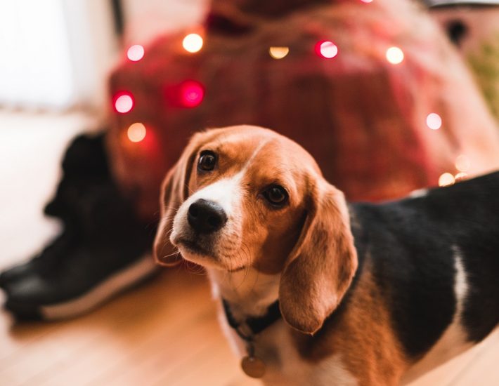 Χριστουγεννιάτικο bazaar από τη Ζωοφιλική Ένωση Ηλιούπολης