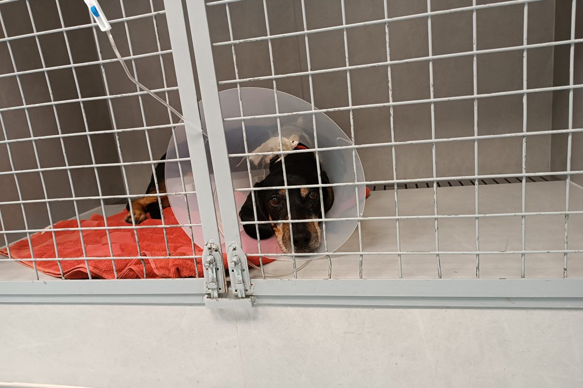 Άλιμος: Σκυλιά επιτέθηκαν σε άλλο σκύλο – Αναζητούνται πληροφορίες